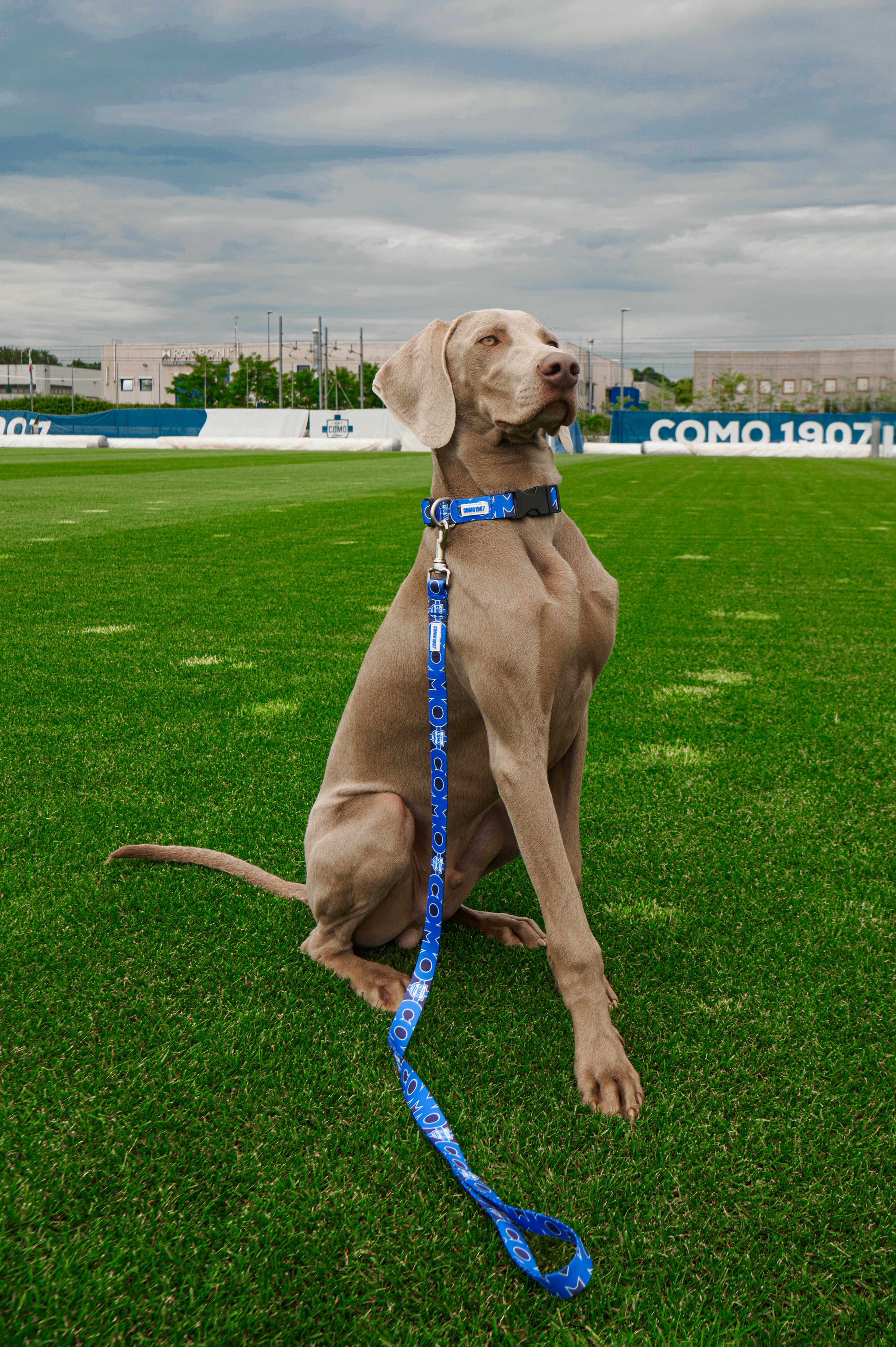 GUINZAGLIO REGULAR BLU COMO 1907