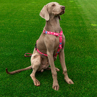 Pettorina H Cani Rosa Como 1907