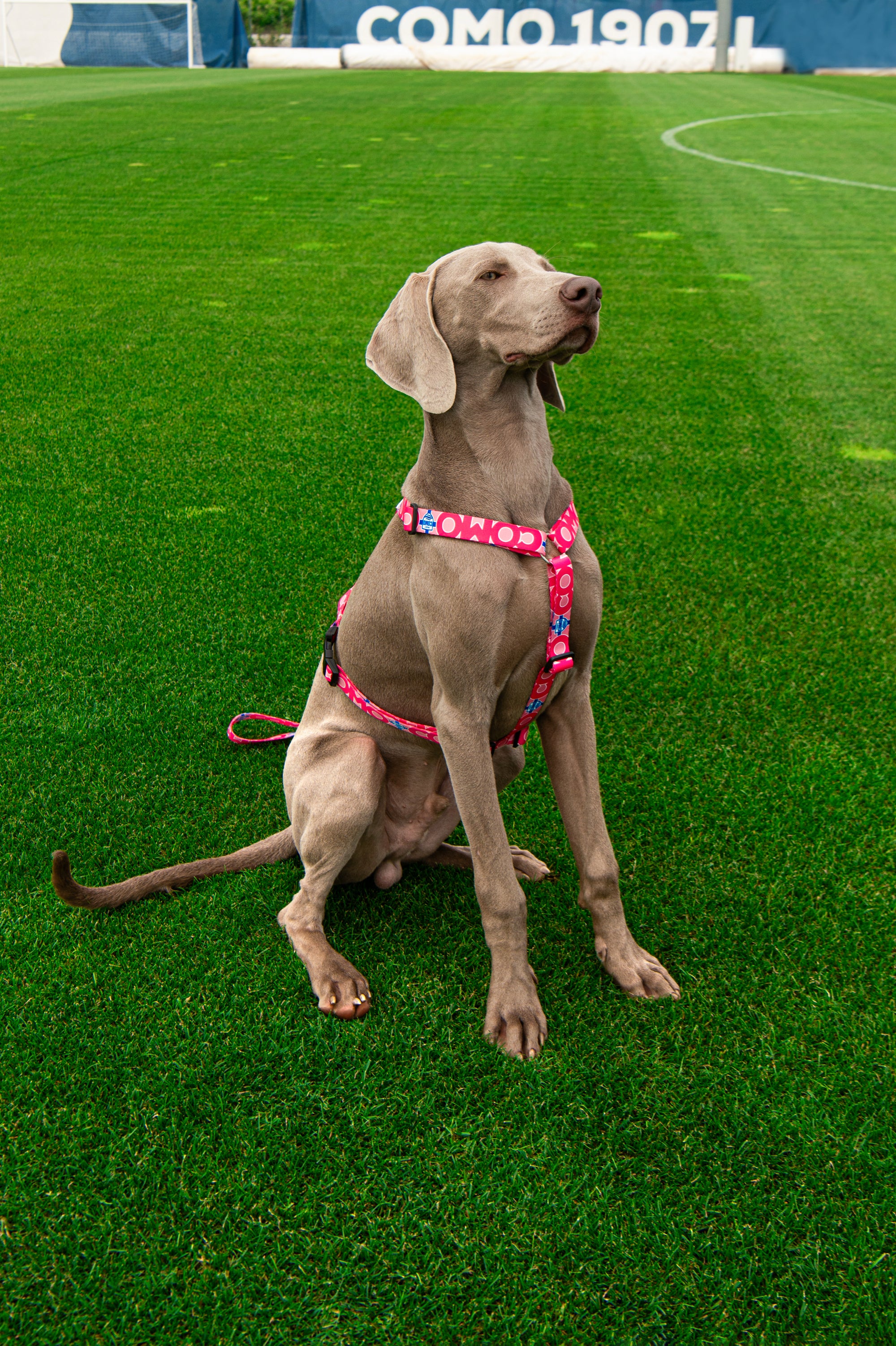 Pettorina H Cani Rosa Como 1907