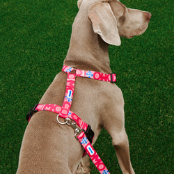 H Pink Harness Como 1907