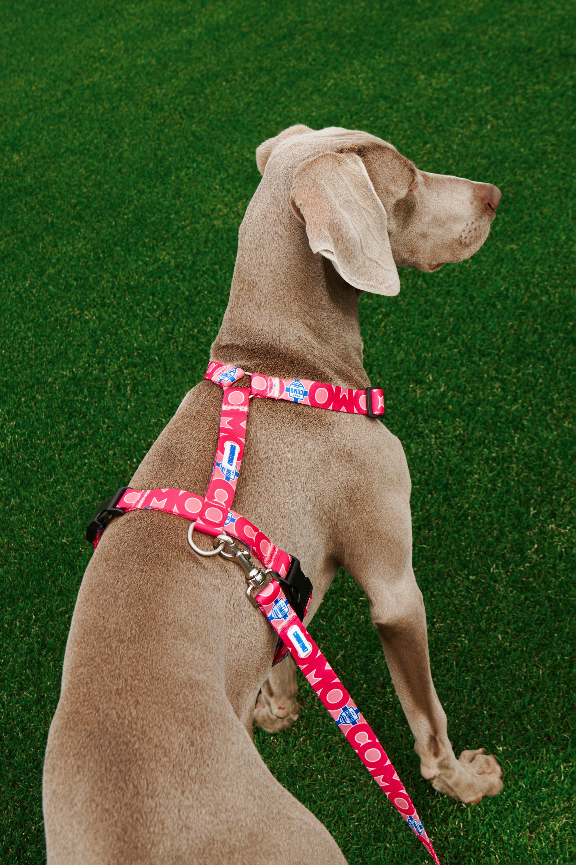 Pettorina H Cani Rosa Como 1907