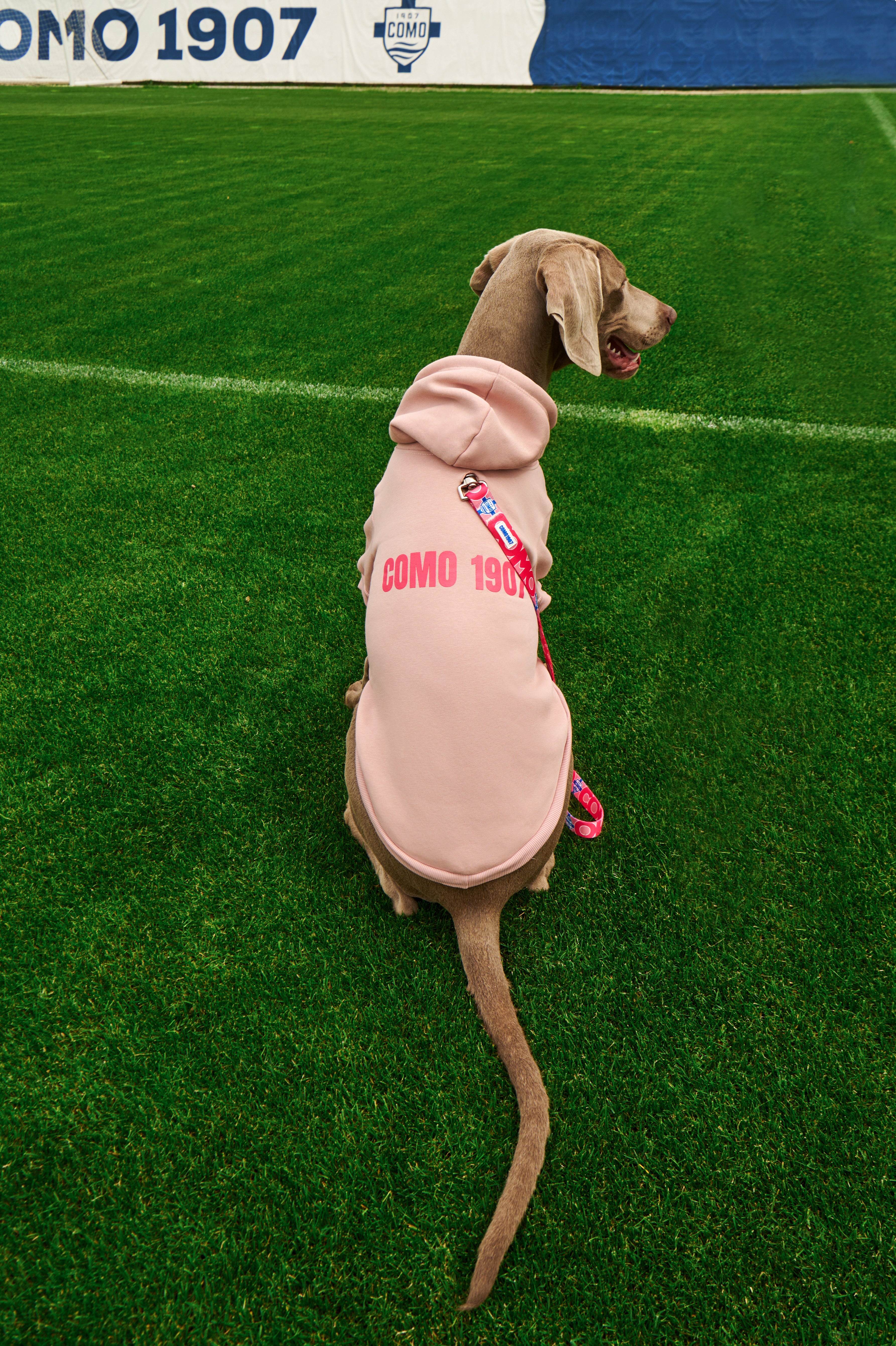 Pink dog hoodie COMO 1907