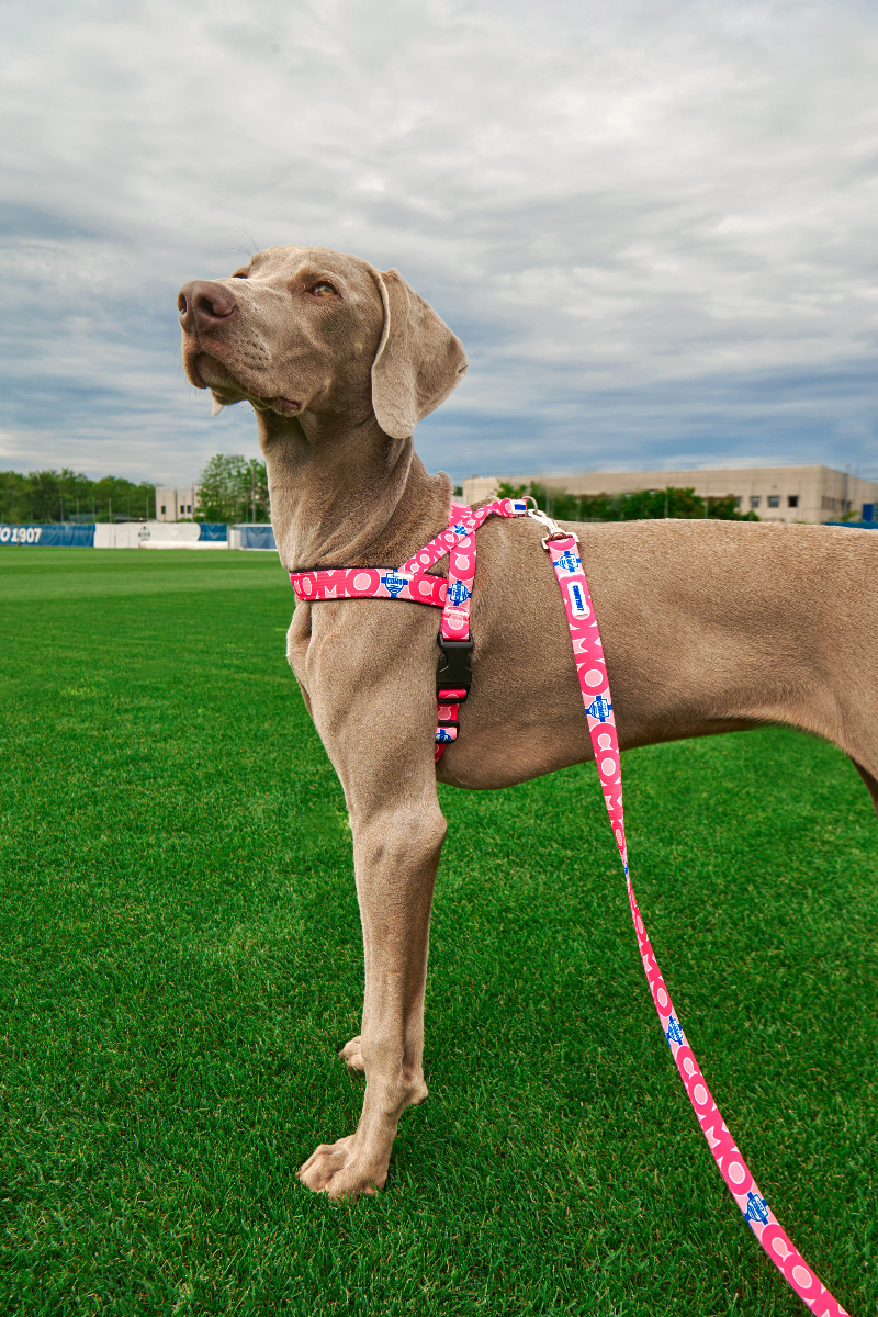 Pink Norwegian Harness Como 1907