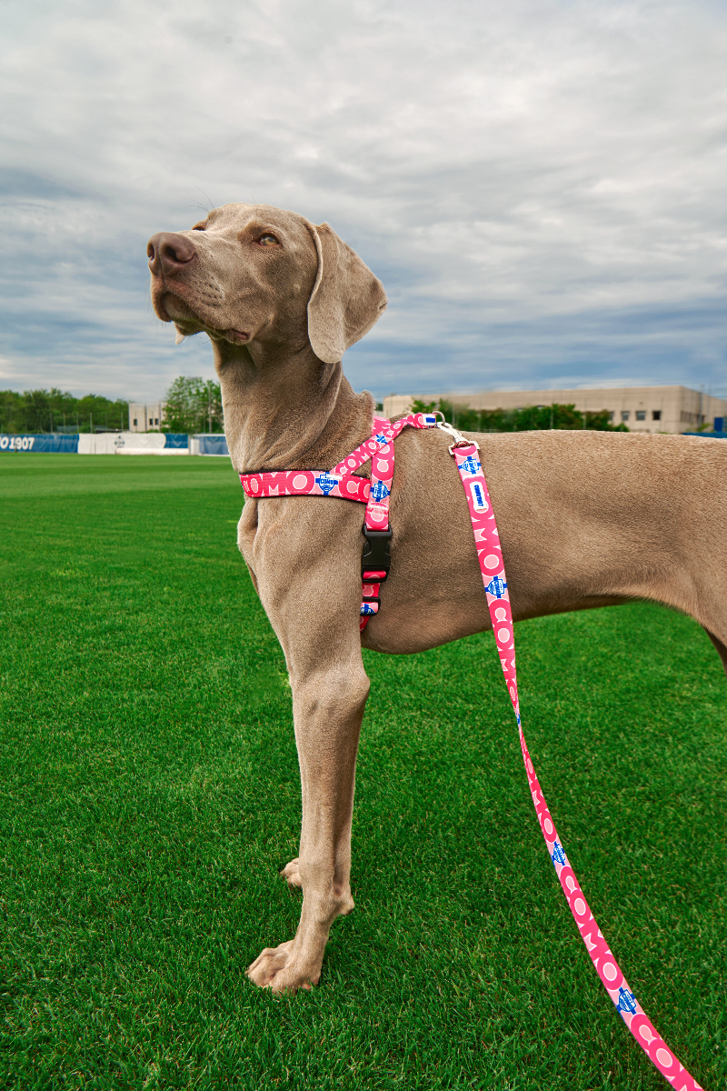 PINK NORWEGIAN HARNESS COMO 1907