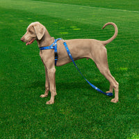 Blue Norwegian Harness Como 1907