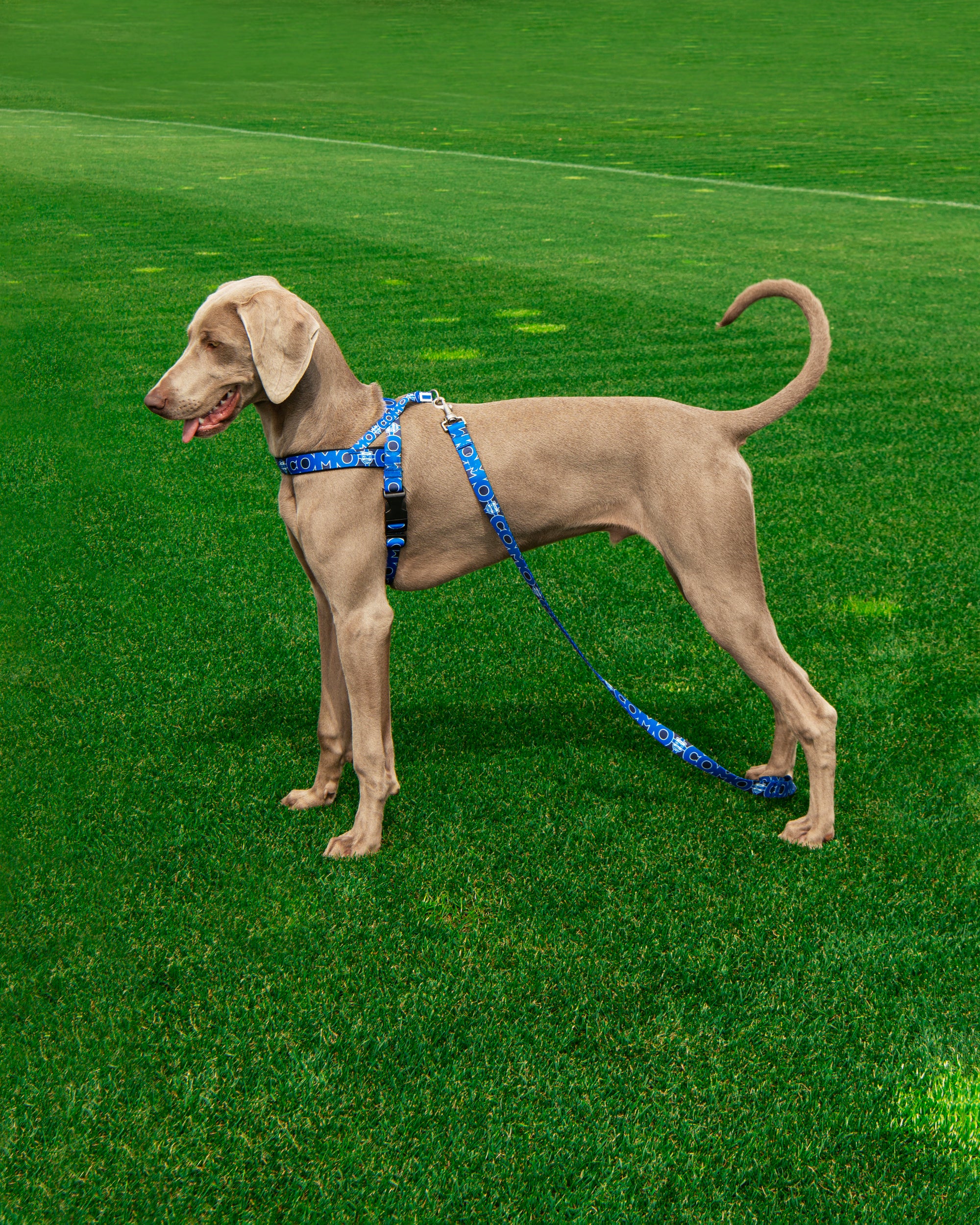 Blue Norwegian Harness Como 1907