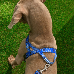 Blue Norwegian Harness Como 1907