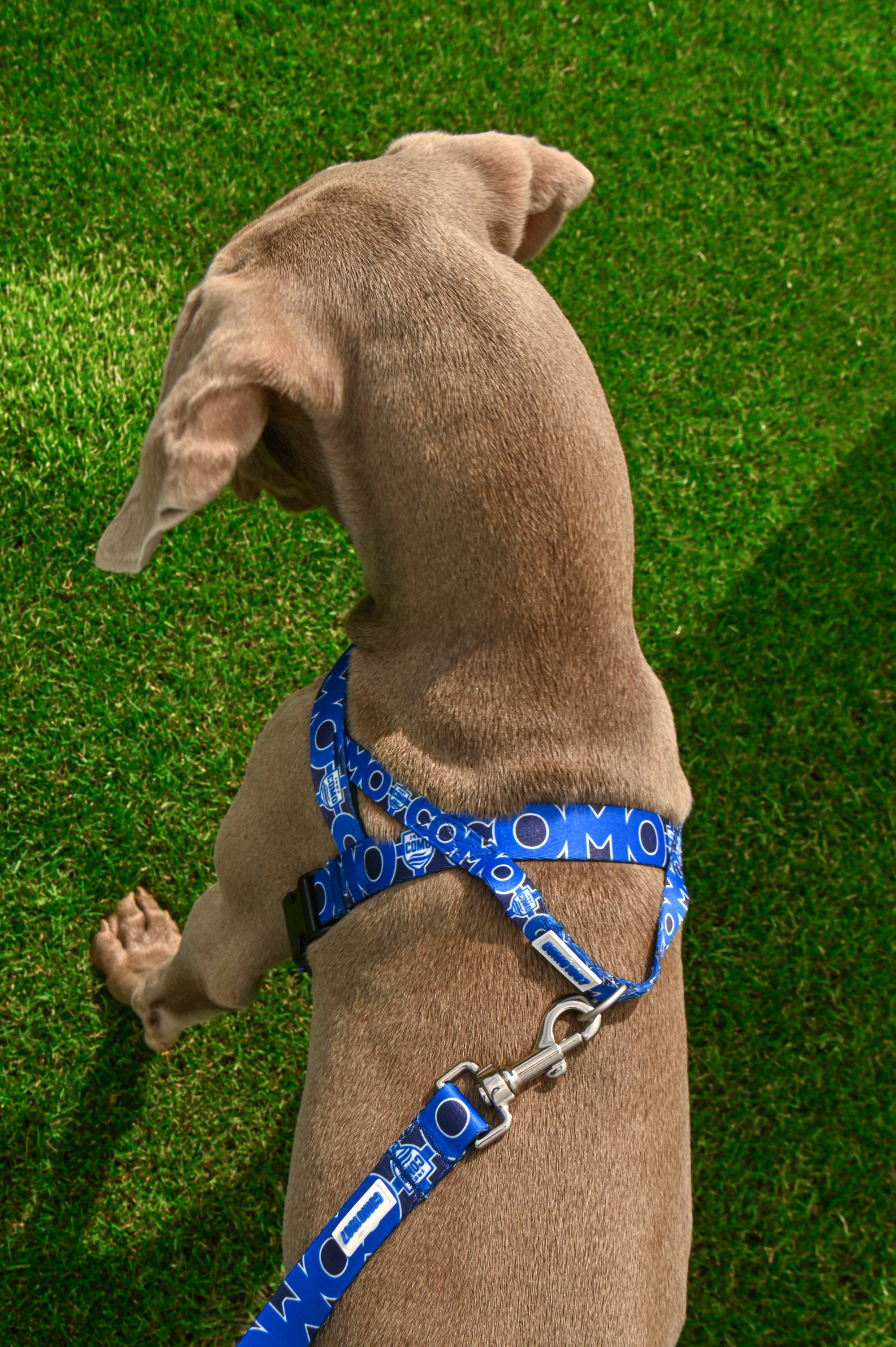 Blue Norwegian Harness Como 1907