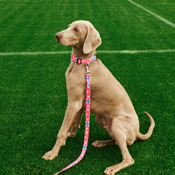 Regular Pink Leash For Dog Como 1907