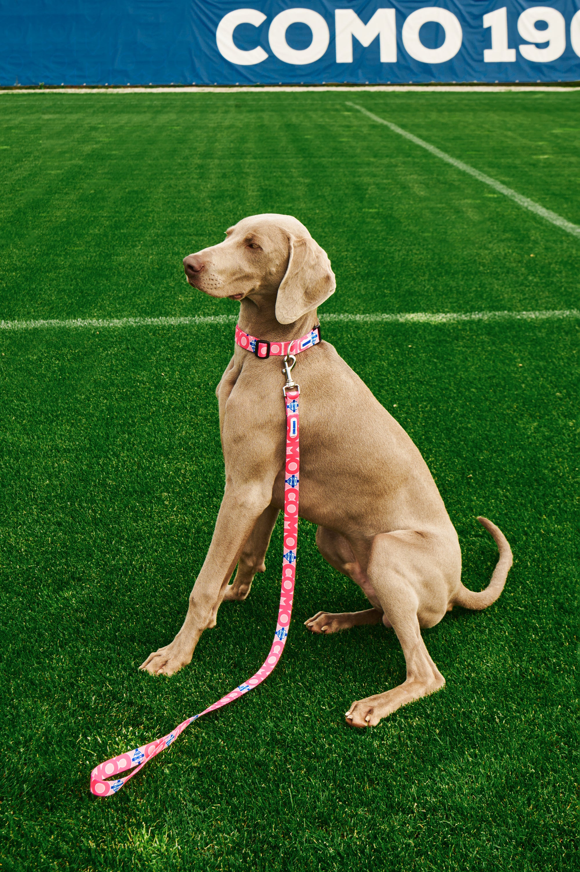 Regular Pink Leash For Dog Como 1907