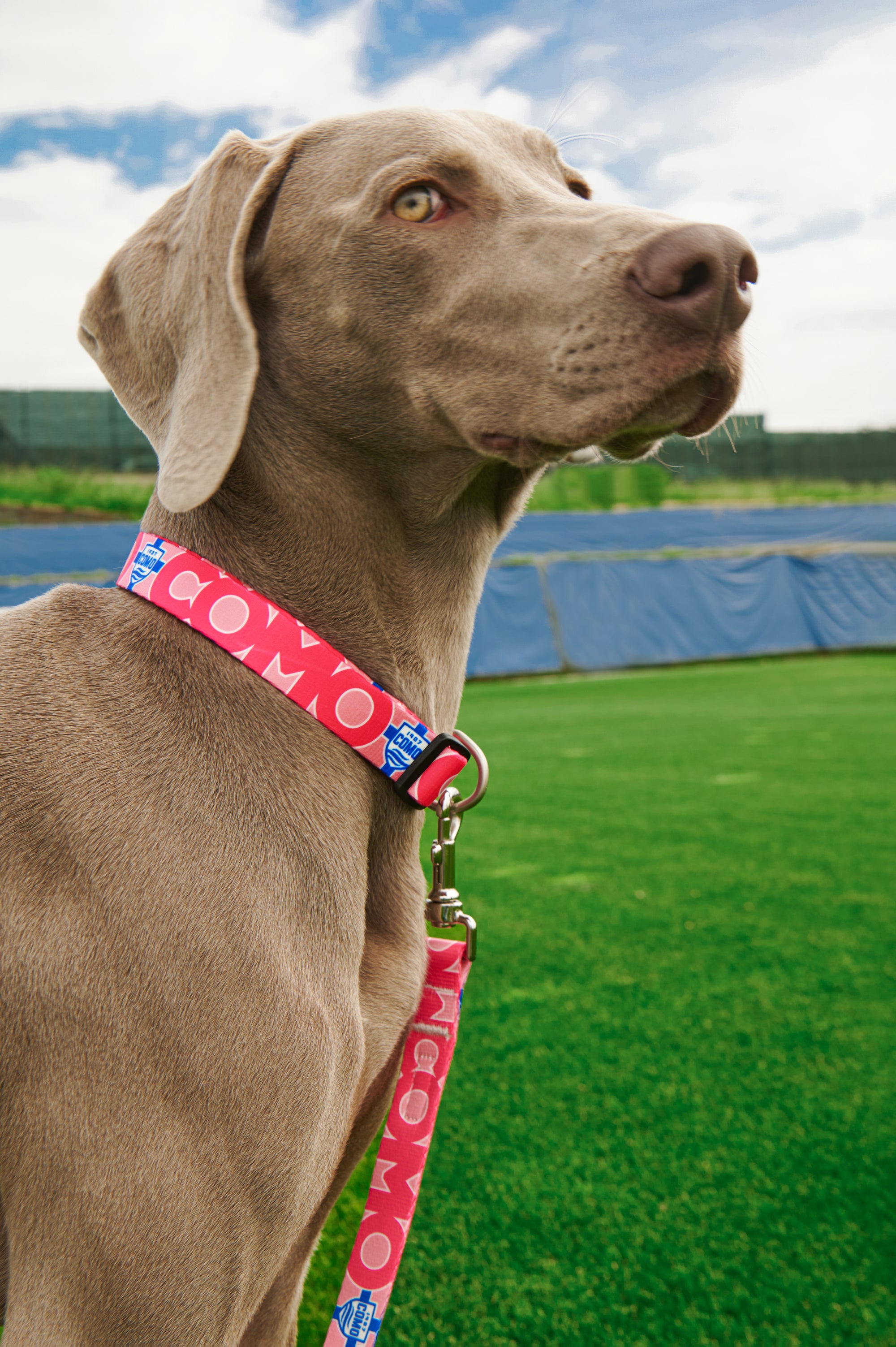 Como 1907 Pink Collar For Dog