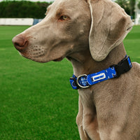 Como 1907 Blue Collar For Dog