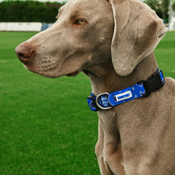 Como 1907 Blue Collar For Dog