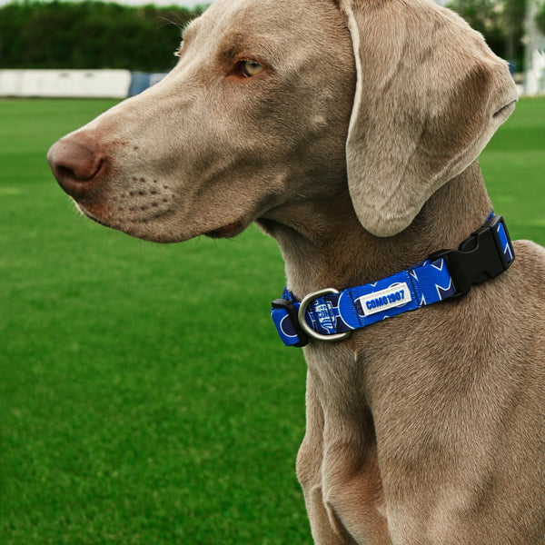 Como 1907 Blue Collar For Dog