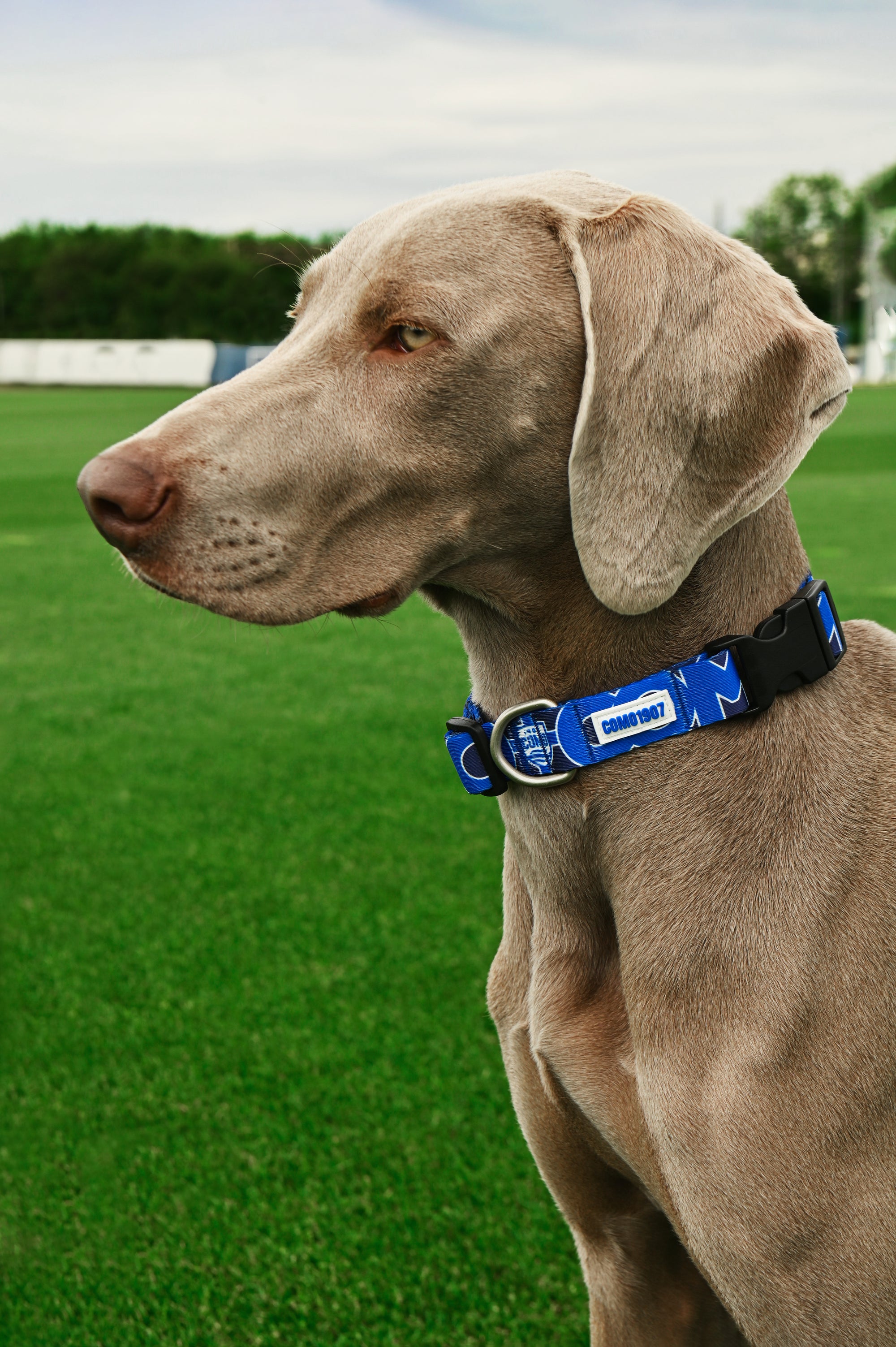 Como 1907 Blue Collar For Dog