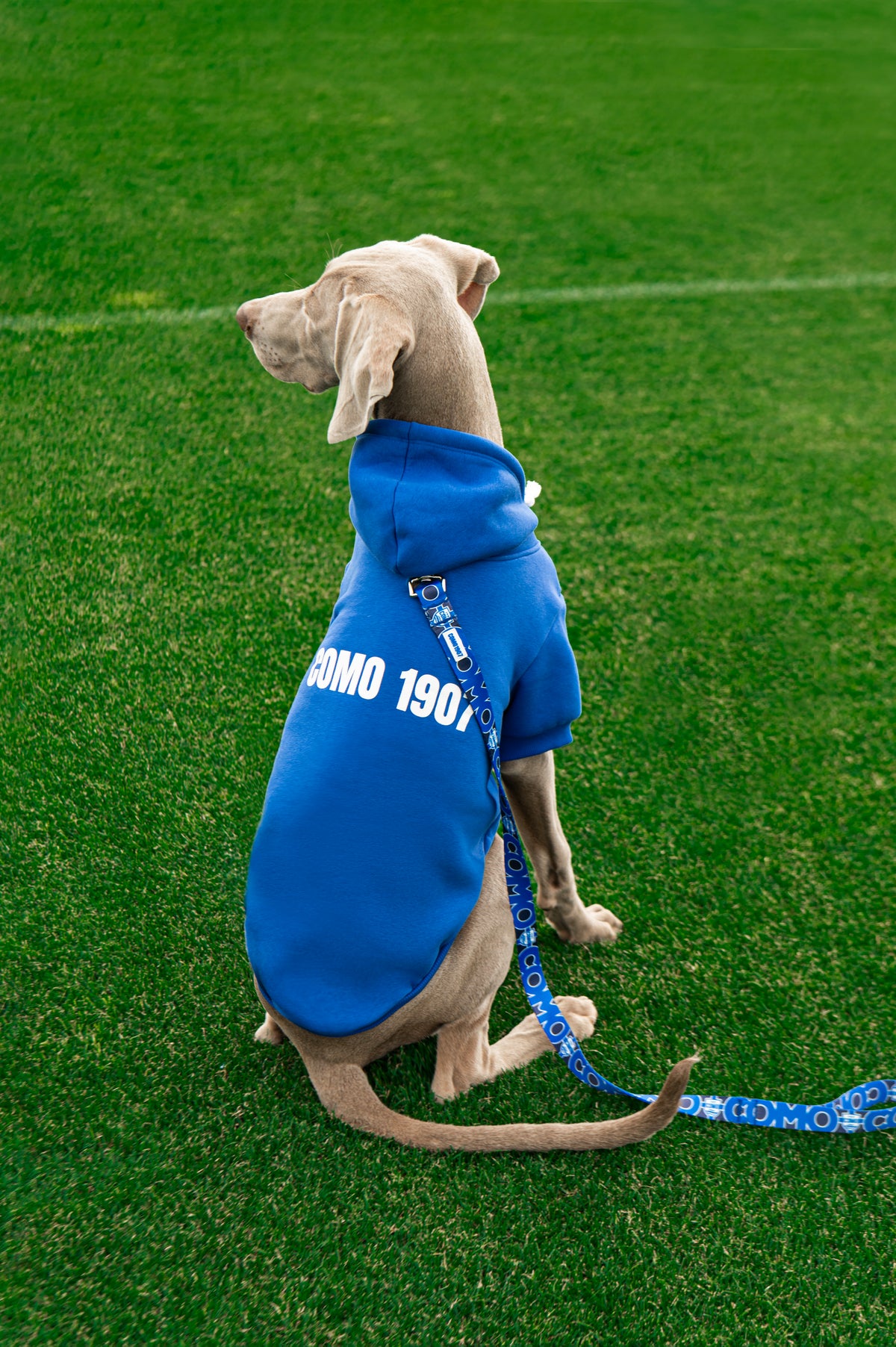 Felpa Cani Blu Como 1907
