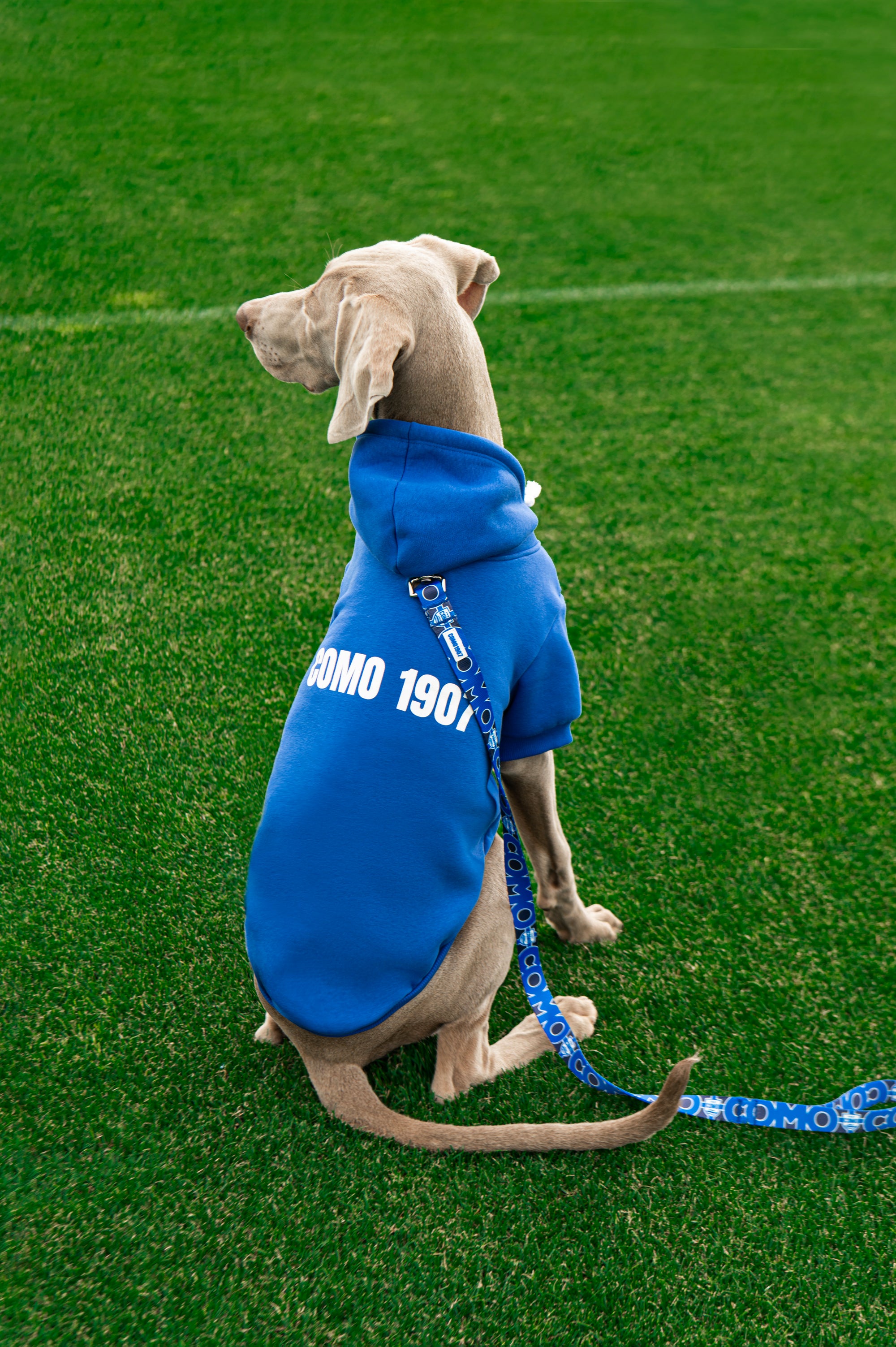 Felpa Cani Blu Como 1907