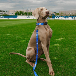 Regular Blue Leash For Dog Como 1907