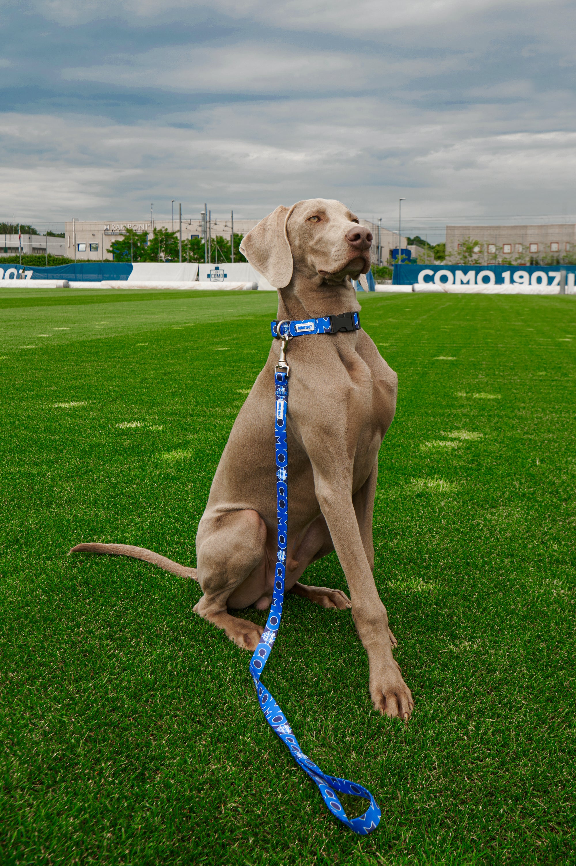 Regular Blue Leash For Dog Como 1907