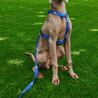 Pettorina H Cani Blu Como 1907